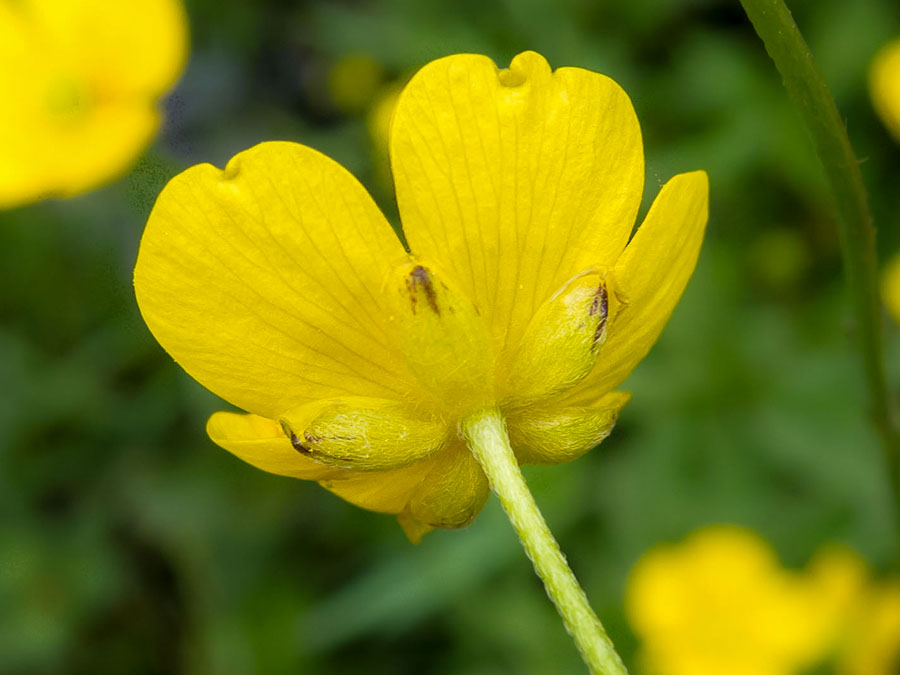 Ranunculus autunnale